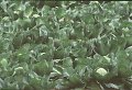 photo of green cabbage in field