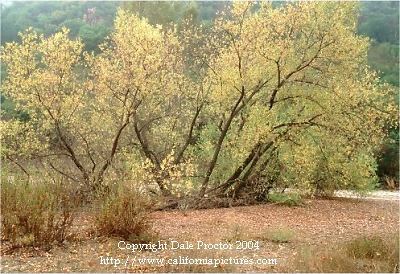 Willow trees, spring Santa Monica Mountains, Pacific Coast North America photos
