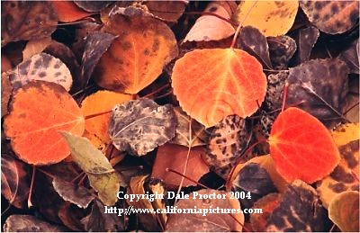 Foliage pictures Aspen leaves fall Inyo National Forest, California photo