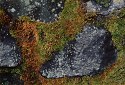 lichen on background green orange colors