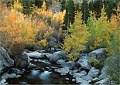 California fall color creek photos nature print landscape photography pine trees creek water