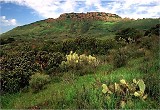 Conejo Valley Wildwood park, thousand oaks California cactus