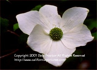 Wall print of Dogwood Flower, Giant Forest, Spring, Sequoia Pictures