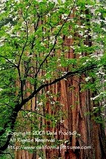 Dogwood Flowering, Giant Sequoia