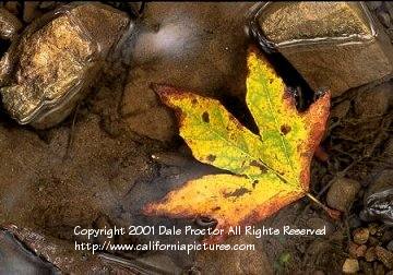 forest close-up pictures, Sequoia National Park,  California