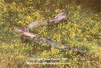 field of yellow flowers edge of tree nature scenes California river canyon view Sequoia mountains California