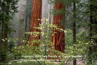 Dogwood Tree Pictures, Sequoia National Park