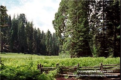 Scenic mountain meadow, big pine trees
