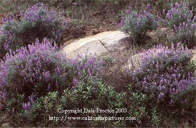 Blooming Purple Lupine California wildflowers mountains, rocks, foothills area southern Sierra California