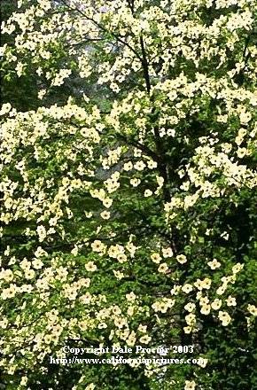 Tree pictures Mountain Dogwood blooming trees, forest California