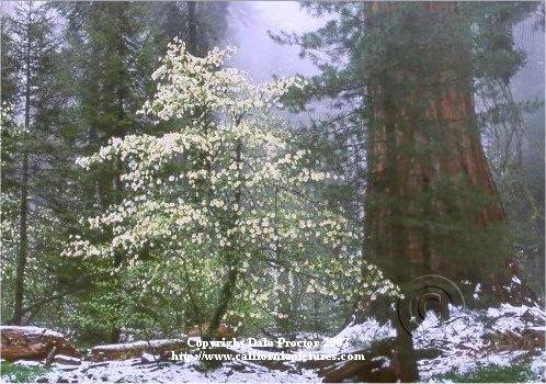 Mountain Dogwood tree blooming along Redwood trees in snow Giant Forest fog light