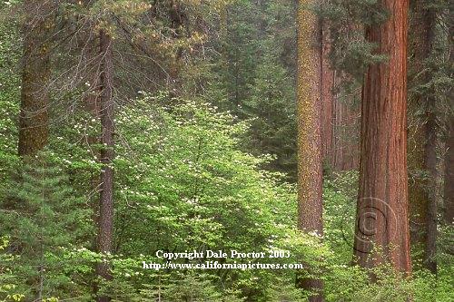 spring flowers of Giant Sequoia Giant forest trees, mixed conifer forest photos