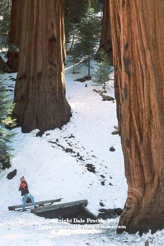 People outdoors, photo of man looking up at Giant Redwood tree in Sequoia National Park, Congress trail, snow scenes