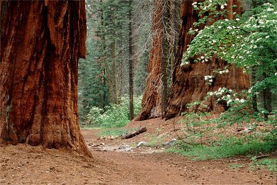 Sequoia National Park, Giant trees, Pine forest scenic area