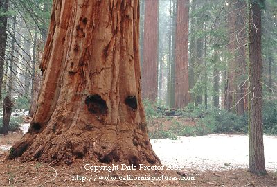 Giant Sequoia Tree, snow, Sequoia National Park, California