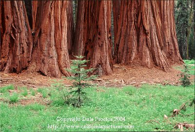 Sequoia National Park, trees in grove, Giant Forest