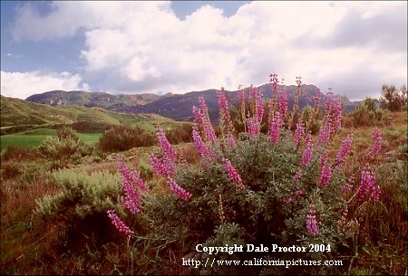 California wildflower, thousand oaks Boney Mountain photos