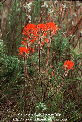 picture of wildflowers, Red Indian Paintbrush grows scenic roads in  mountains