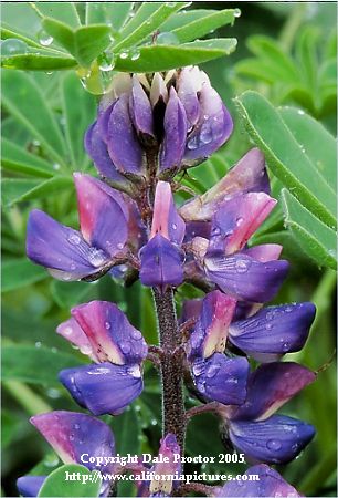 picture of wildflower, lupine in rain Southern California wildflowers