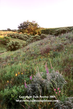 picture of wildflowers, Poppies, Lupine in Southern California mountains Oak tree on hill