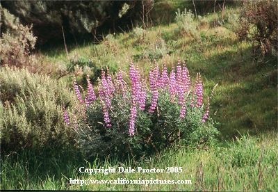 wildflower, Bush Lupine California flower stock photo, scenic landscape