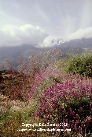 picture of Kings Canyon National Park California