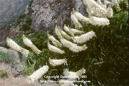 picture of Buckeye tree flowers, Kings Canyon National Park