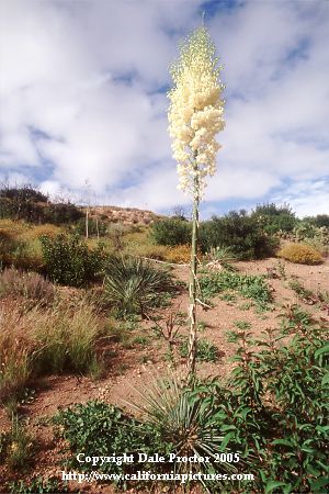 picture of flowers on yucca blooming in Southern California mountains