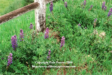 picture of wildflowers along fence, Santa Monica Mountains photography