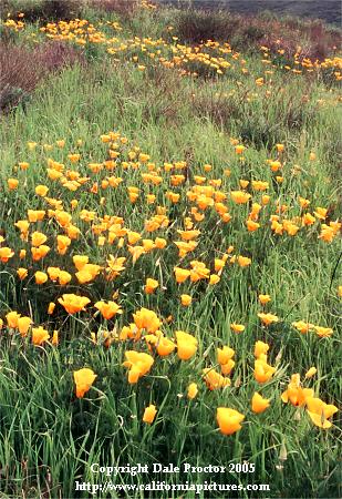 picture of wildflowers, Poppies Poppy Eschscholzia californica in Southern California mountains
