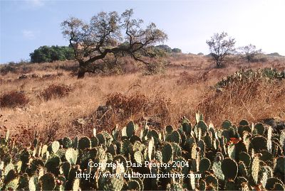 picture of cactus on hillside slope photo of California mountains