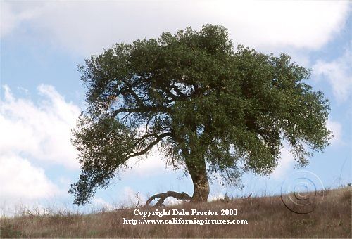 Oak tree picture
