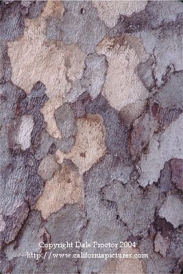 Sycamore tree bark detail stock photo, California coast