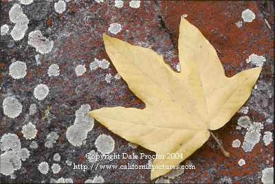 Western Sycamore tree leaf
