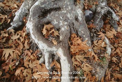 View details of Sycamore tree roots