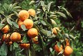 tangerines on tree in grove