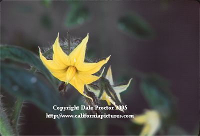 view of tomato flower, yellow flowers turn to fruit of tomato plant