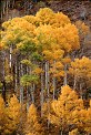 Aspen trees fall color pictures Bishop Creek Canyon Inyo National Forest California