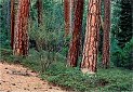 Pine tree pictures canyon stock photography of Ponderosa Pine
