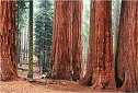Forest Redwood tree pictures, Sequoia National Park pictures
