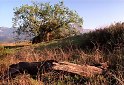 oak tree Santa Monica Mountains National Recreation Area