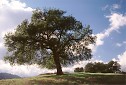 Southern California coastal live oak tree landscape images