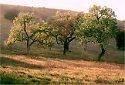 oak trees on hills Agoura photographs