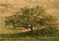 Conejo Valley oak tree photographs Thousand Oaks