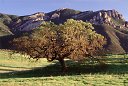 Conejo Valley oak tree California landscape photographs