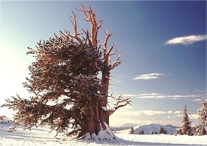 Ancient Bristlecone Pine Forest lone pine