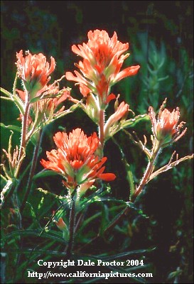 California wildflowers Indian Paintbrush Castilleja family Figwort, Santa Monica Mountains, California