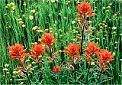 California wildflowers, bloom Indian Paintbrush