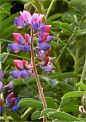 flower, Purple Lupine, California