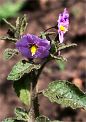 Santa Monica Mountains National Recreation Area photos, Purple Nightshade wildflower image after wildfire regrowth of native flowers, spring leaves, foliage, fire landscape photography